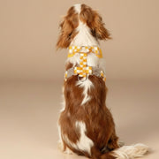 Vest-Style Dog Harness Leash