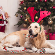 Christmas Dog Rope Chew Toys Set