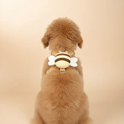 Small Bee Colored Wing Harness & Leash Set