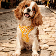 Vest-Style Dog Harness Leash